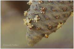 Borassus flabellifer